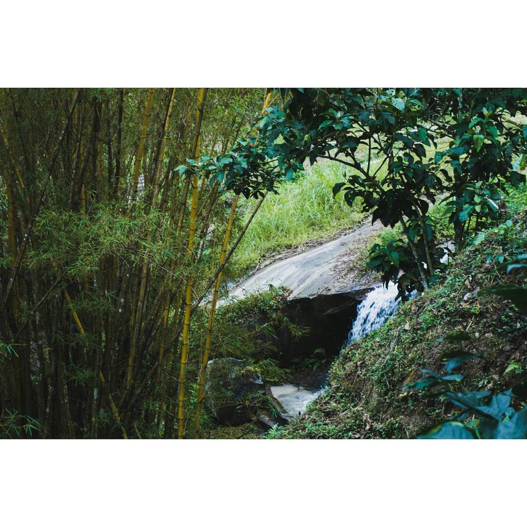 Traveling to Palenque, Chiapas, Mexico (Burritos are not from Mexico) - 1